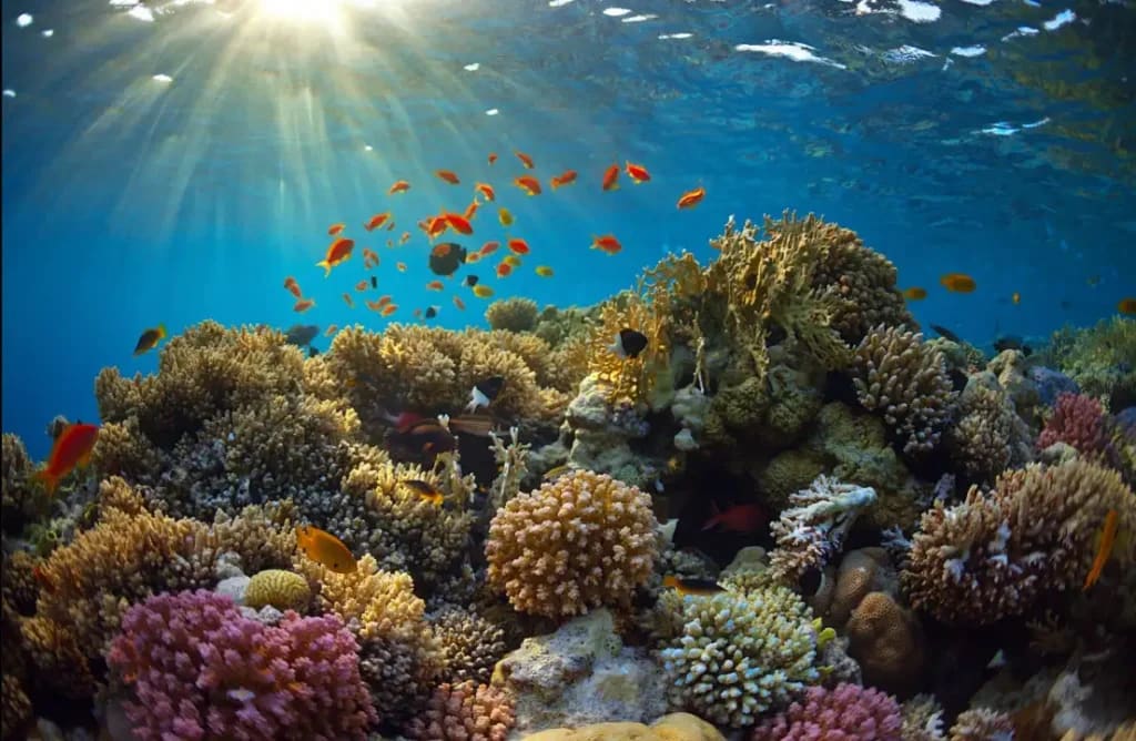 Blue Carbon Credits